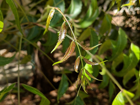 What is Neem oil?