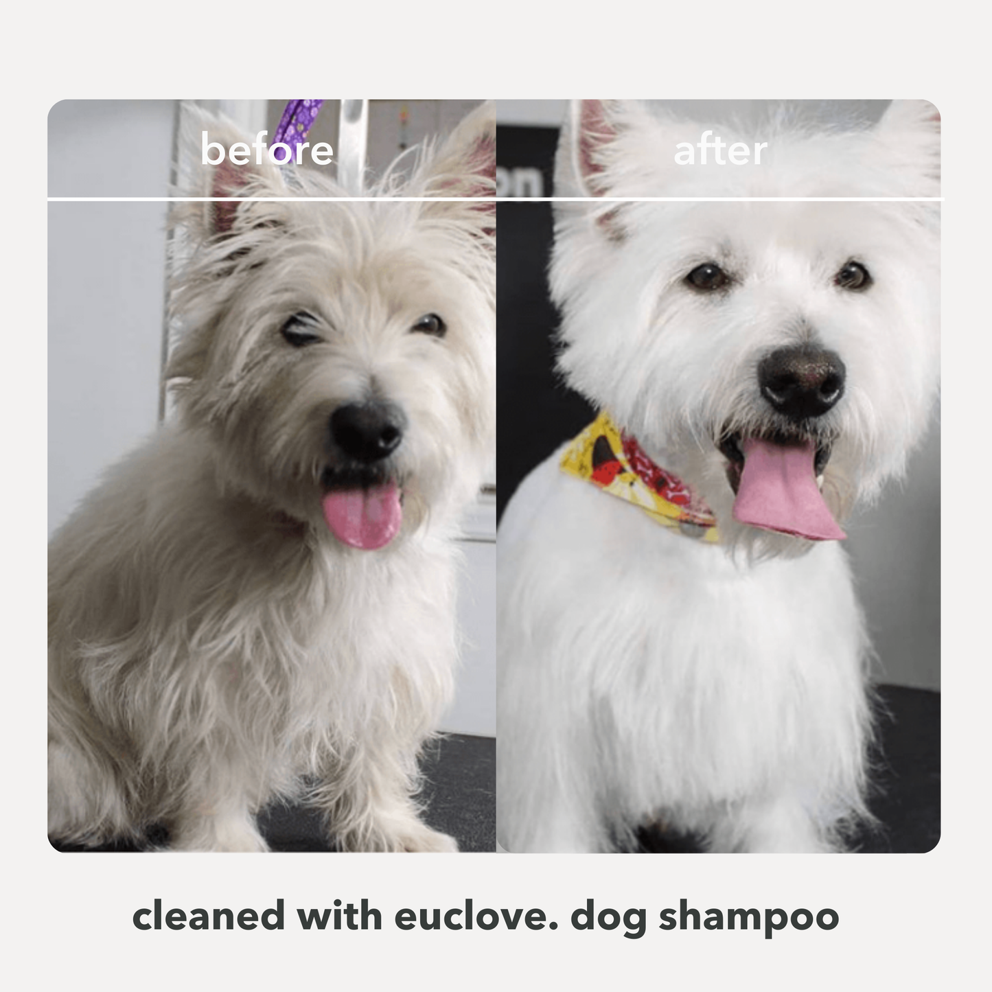 Pet Pamper Pack - Natural Dog Shampoo & Leave in Conditioner