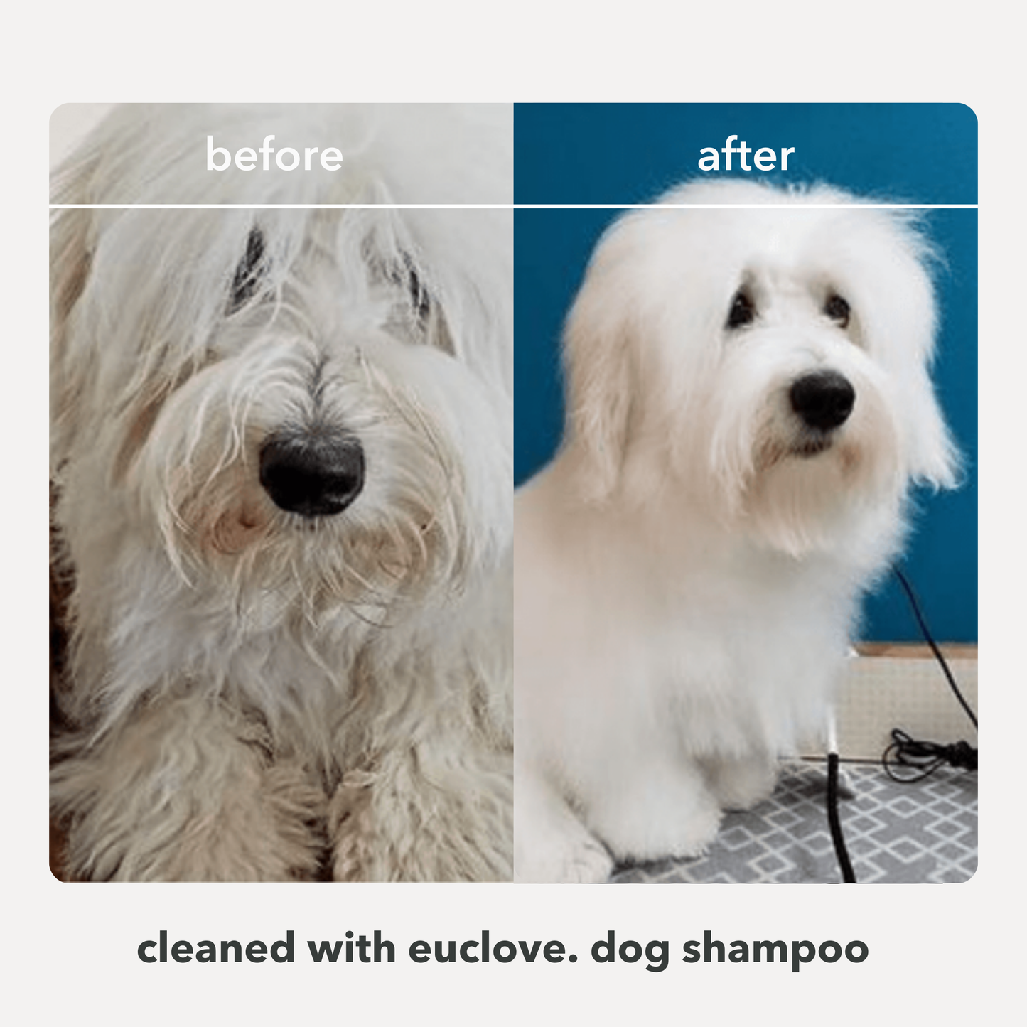 Pet Pamper Pack - Natural Dog Shampoo & Leave in Conditioner