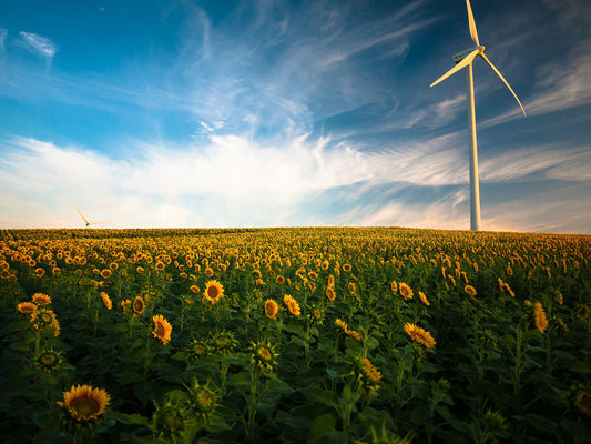 The Environmental Impact of Conventional Cleaning Products