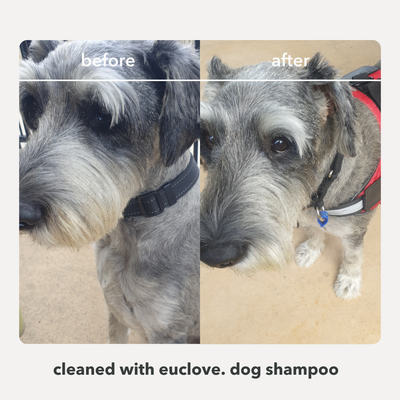 Natural Dog Shampoo - Salon grade formulation