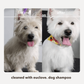 Natural Dog Shampoo - Salon grade formulation