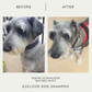 Pet Pamper Pack - Natural Dog Shampoo & Leave in Conditioner